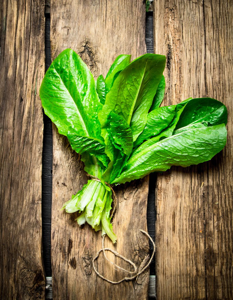 Fresh romaine lettuce